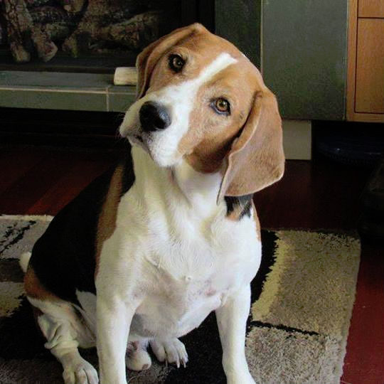 A dog sitting on the floor in front of a fireplace.